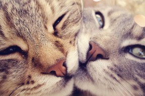 九游游戏中心官网-“监测运动员心理状态：团队压力管理的科技新策略”，运动员心理测试